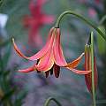 Canada Lily 2